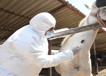 Türk Veteriner Hekimleri Birliği’nden Covid-19 uyarısı