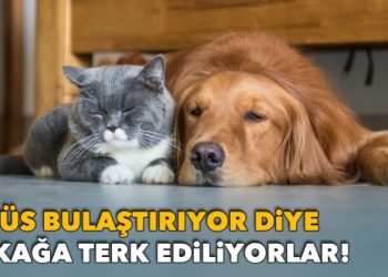 Sokağa terk ediliyorlar! ‘Evcil hayvanlardan virüs bulaşmıyor’