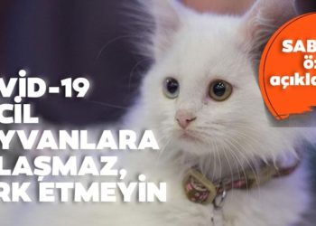 Ali Eroğlu: “Kovid-19 evcil hayvanlara bulaşmaz, hayvanları sokaklara terk etmeyin!”