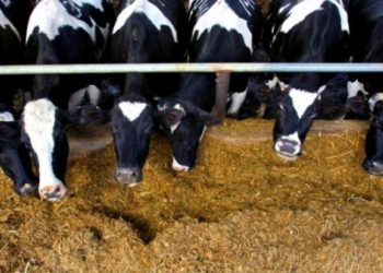 ‘4 Ekim çalışan hayvanlar için resmi tatil günü olmalı’