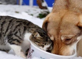 Veteriner Hekimlerden 4 Ekim Dünya Hayvanları Koruma Günü mesajı