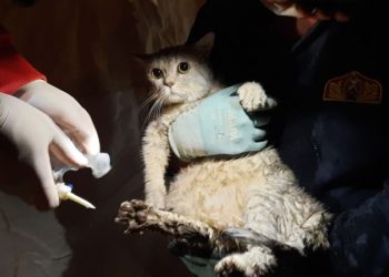 İzmir’de veteriner hekimlerden örnek adım! Ücretsiz…