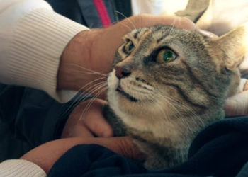 Depremzedelerin Hayvanlarına Ücretsiz Barınma Ve Beslenme Desteği