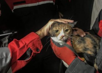 İzmir’de veteriner hekimlerden depremzedelerin hayvanlarına ücretsiz barınma ve beslenme desteği