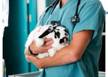 Veteriner Hekimlerden Önemli Talep