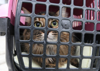 ‘Kedi virüs bulaştırıyor’ açıklaması, hayvanseverleri tedirgin etti