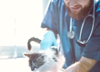 Veteriner Hekimler de önce aşılanmak istiyor