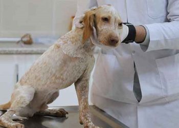 TVHB’den ‘Kendini sokak hayvanlarına adadı veterinerlik okudu’ başlıklı habere ilişkin açıklama