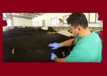 TVHB: Aşı çalışmalarında Veteriner Hekimler de öncelikli ve riskli grubunda yer almalı!