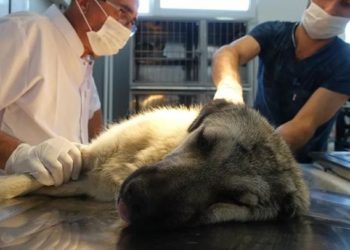 Veteriner Hekimler de aşıda ‘öncelik’ istiyor