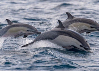 “Yunuslar avlanılırsa deniz ekosistemi zarar görür”