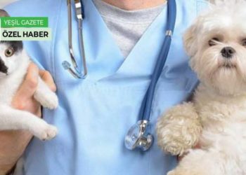 Veteriner Hekimler aşılamada öncelikli grupta yer almamalarına tepkili: Anlamak mümkün değil