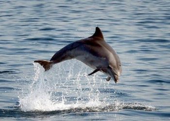 Konsey uyardı: “Yunuslar avlanılırsa deniz ekosistemi zarar görür”