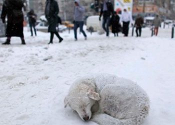 TVHB: “Yasada hayvan tanımı mal ve eşya değil can olarak değiştirilmelidir”
