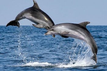 TVHB: Yunuslar ekosistemin çok önemli bir parçasıdır