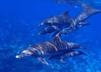 Yunuslar Deniz Ekosisteminin En Önemli Parçalarındandır