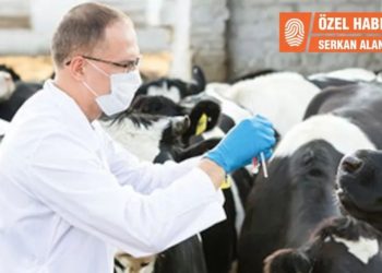 Veteriner Hekimler aşıda öncelik istiyor: Sağlık hizmeti veriyoruz