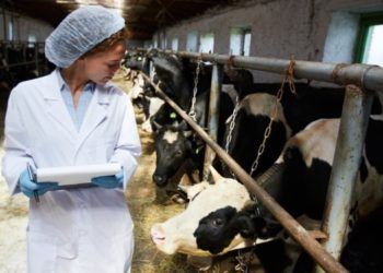 Aşılamada öncelik verilmeyen Veteriner Hekimler tepkili!