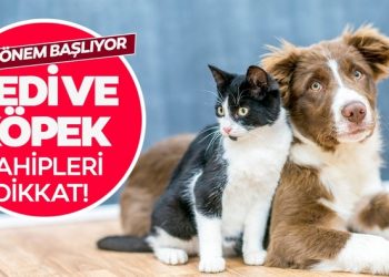 Yeni dönem başlıyor! Kedi ve köpek sahipleri dikkat…