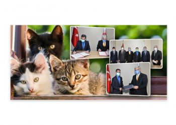 Sahipli Kedi ve Köpeklerin Kimliklendirilmesi Zorunlu Olacak