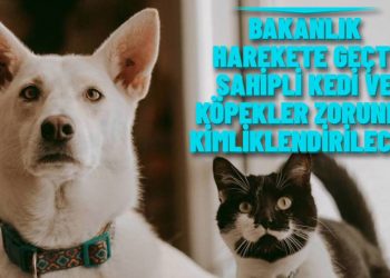 Evdeki kedi ve köpeklere mikroçip ve pasaport zorunlu hale geliyor
