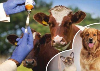 “VETERİNER HEKİMLERİN COVİD-19 KRİZİNE YANITI”