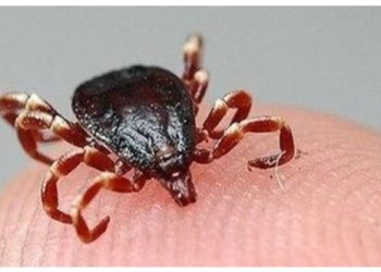 Uzmanlardan kenelere karşı uyarı