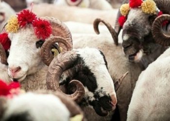 Veteriner Hekimler hayvancılık için Kurban Bayramı hazırlıklarının teşvik edilmesini istedi