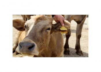 Kurbanlığı doğru seçmenin yolu ‘küpe kontrolü’nden geçiyor