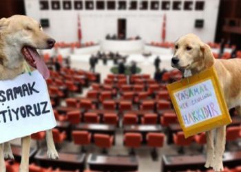 Eroğlu: “Hayvan Refahı Fonu Oluşturulmalı”