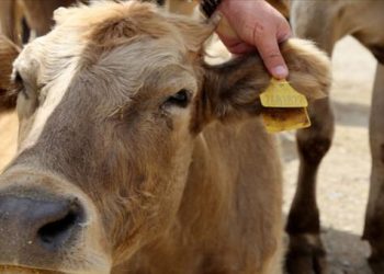 “Kayıtsız kurbanlık hasta çıkarsa tazminat verilmez”