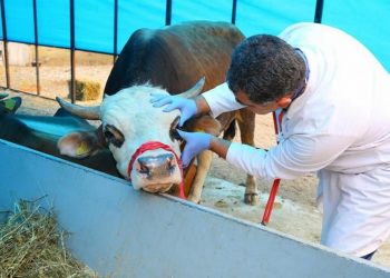 KURBANLIK ALIRKEN NELERE DİKKAT EDİLMELİ?