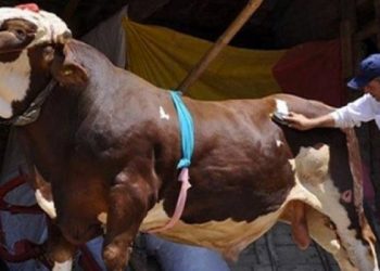 TVHB’den Kurban Kesimi İçin Önemli Uyarı!