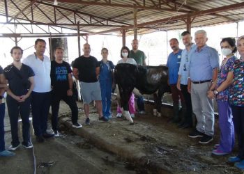 Manavgat’ta yaralı hayvanların tedavileri sürüyor