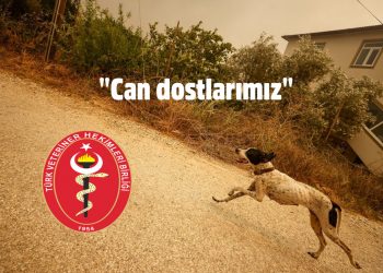 Türk Veteriner Hekimleri Birliği “Can dostlarımız” için teşekkür mesajı yayınladı