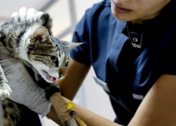 Gönüllü Veteriner Hekimler zarar gören 2 binden fazla hayvanı tedavi etti