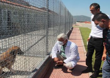 Muğla yangınında dilsiz dostlarımıza uzanan dost eli