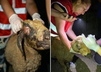 Manavgat’ta Veteriner Hekimler, yaralı canlar için seferber oldu Gönüllü veterinerler, yangın anı ve sonrasında yüzlerce canlının yaşama tutunmalarını sağladı