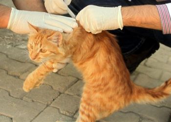 Veteriner Hekimler evcil hayvanların kuduz aşılarının aksatılmaması uyarısında bulundu