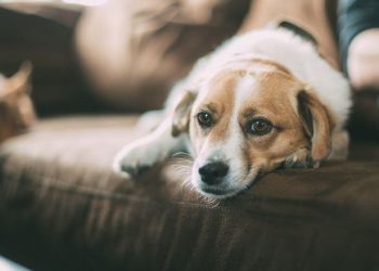 ‘Köpekler kuduz kaynağı değil, mağduru’