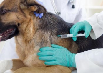 Eroğlu: Köpekler hastalığın kaynağı değil mağdurları