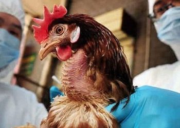 Yeni salgın krizi! Kuş gribi yeniden kapıya dayandı