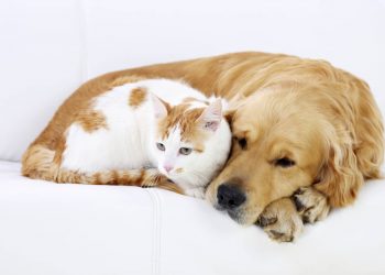 Kedi ve köpek severlere hayati uyarı