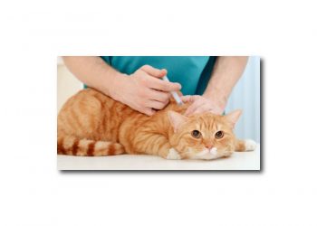 Karma aşılarda tedarik sorunu çözülüyor