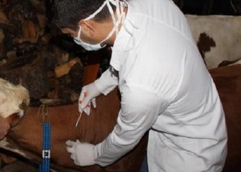 Hekimlere maaş artışından yararlandırılmayan Veteriner Hekimler tepkili!