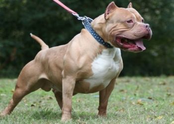 Tehlikeli köpek ırkları için yeni dönem!