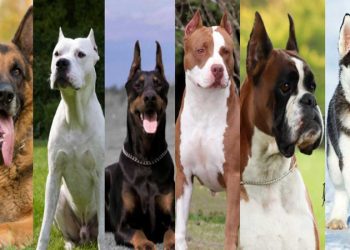 ”Tehlikeli” Irk İlan Edilen Köpekler