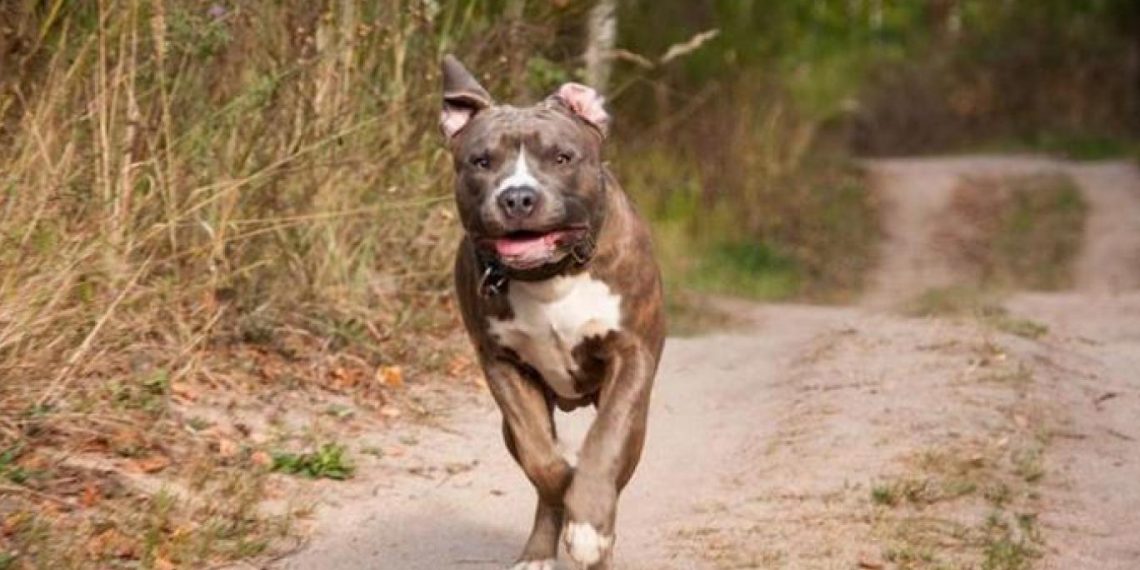 Kayıt altına alınma tarihi yaklaştıkça hayvanlar terk ediliyor… Sahiplerince sokağa salınan pitbull sayısı arttı