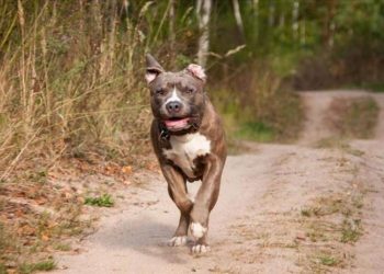 Kayıt altına alınma tarihi yaklaştıkça hayvanlar terk ediliyor… Sahiplerince sokağa salınan pitbull sayısı arttı