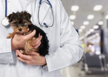 Veteriner Hekimlerden ‘ek gösterge düzenlemesi’ talebi: Bize de yer verilmeli